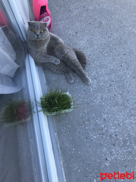 Scottish Fold, Kedi  Can Müezza fotoğrafı