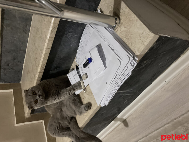 Scottish Fold, Kedi  Can Müezza fotoğrafı