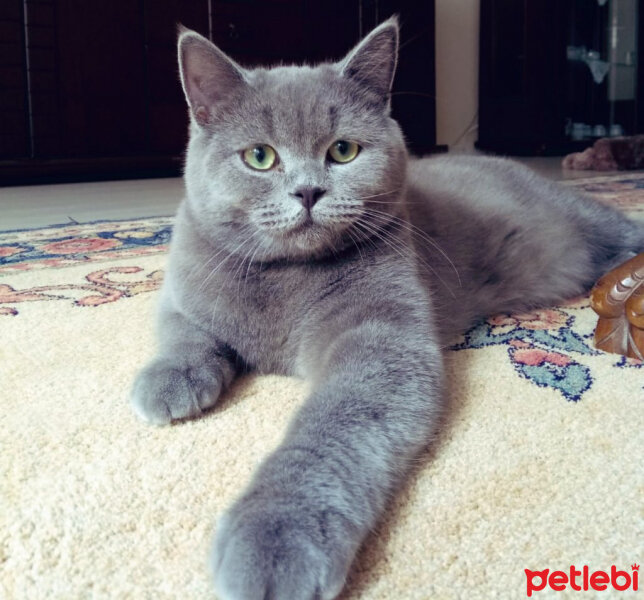 Scottish Fold, Kedi  Can Müezza fotoğrafı