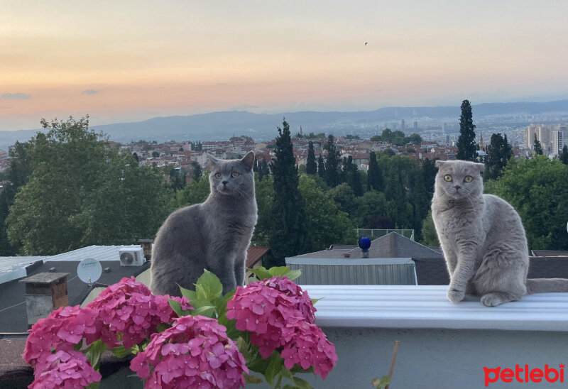 Scottish Fold, Kedi  Can Müezza fotoğrafı