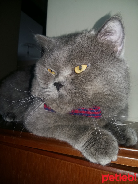 British Shorthair, Kedi  ARES fotoğrafı