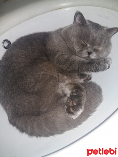 British Shorthair, Kedi  ARES fotoğrafı