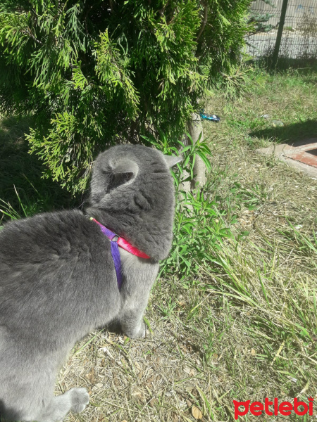 British Shorthair, Kedi  ARES fotoğrafı