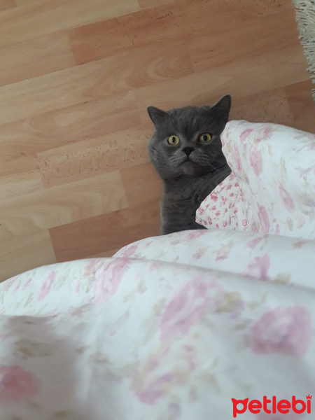 British Shorthair, Kedi  ARES fotoğrafı