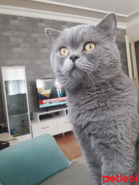 British Shorthair, Kedi  ARES fotoğrafı