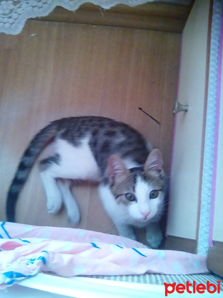 Tekir Kedi, Kedi  Paşa fotoğrafı