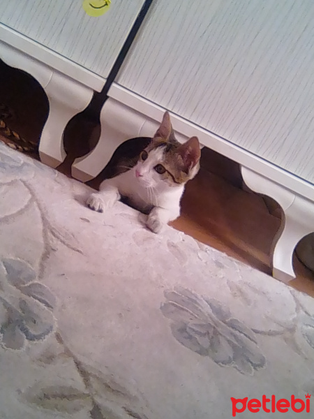 Tekir Kedi, Kedi  Paşa fotoğrafı