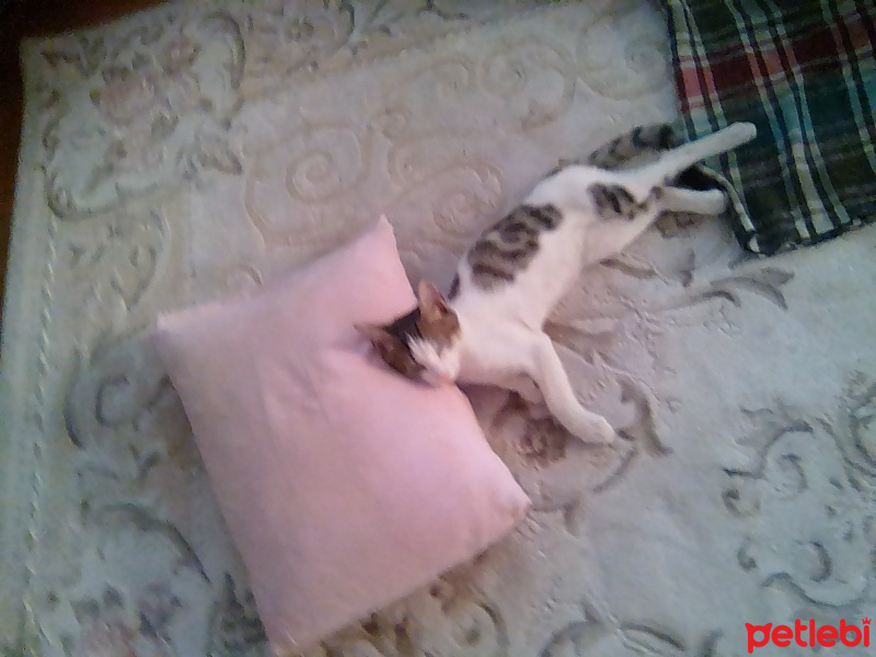 Tekir Kedi, Kedi  Paşa fotoğrafı