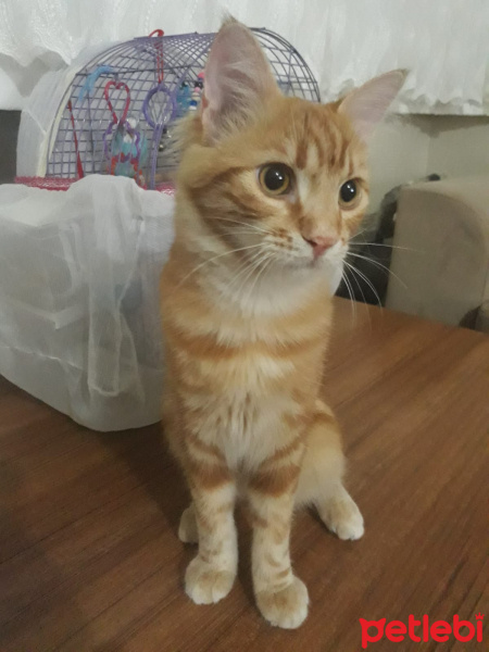 Tekir Kedi, Kedi  Susam fotoğrafı