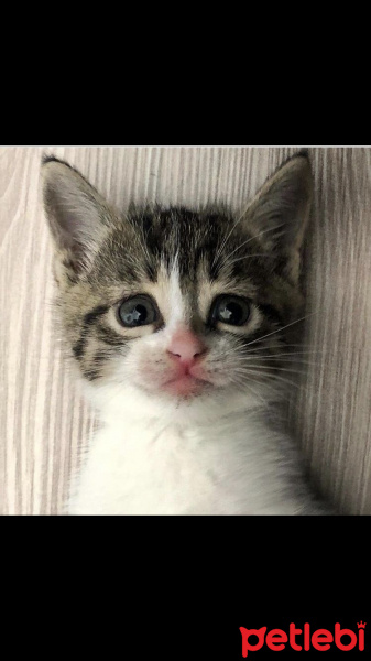 Scottish Fold, Kedi  Percy fotoğrafı