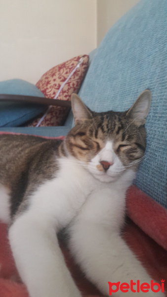 Tekir Kedi, Kedi  Gofret fotoğrafı