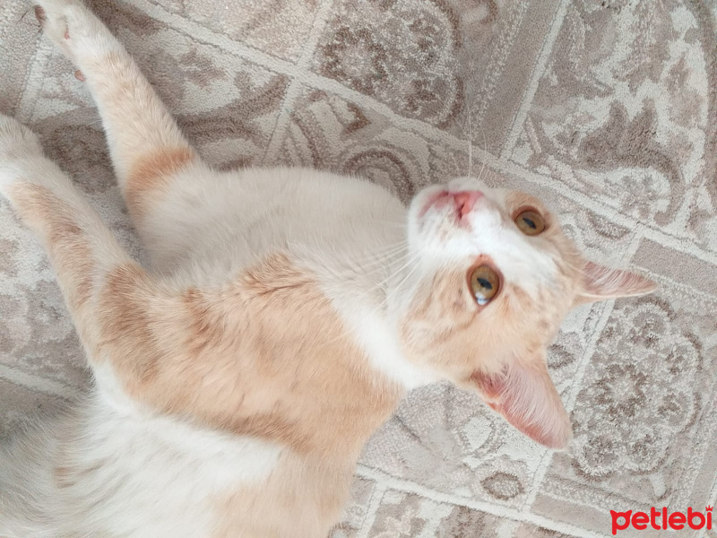 Tekir Kedi, Kedi  Uzay fotoğrafı