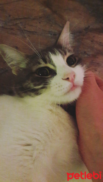 Tekir Kedi, Kedi  Mia fotoğrafı