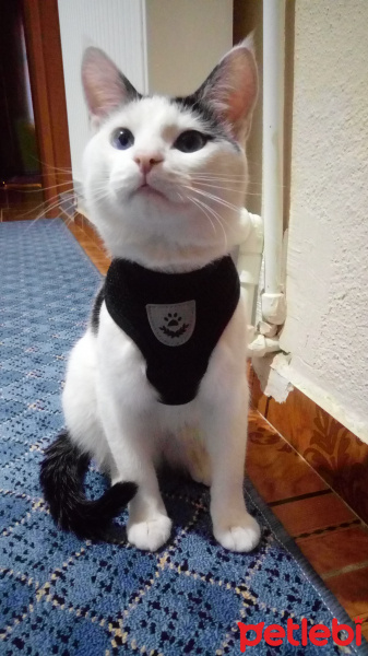 Tekir Kedi, Kedi  Elf fotoğrafı
