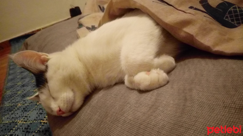 Tekir Kedi, Kedi  Elf fotoğrafı