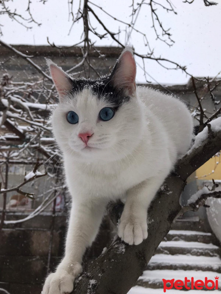 Tekir Kedi, Kedi  Elf fotoğrafı