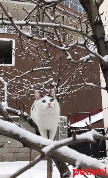 Tekir Kedi, Kedi  Elf fotoğrafı