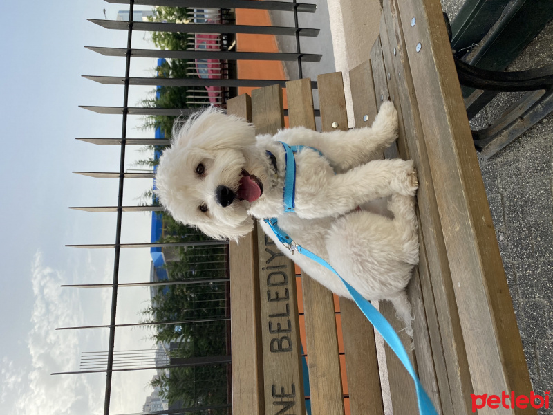 Maltese, Köpek  pati fotoğrafı