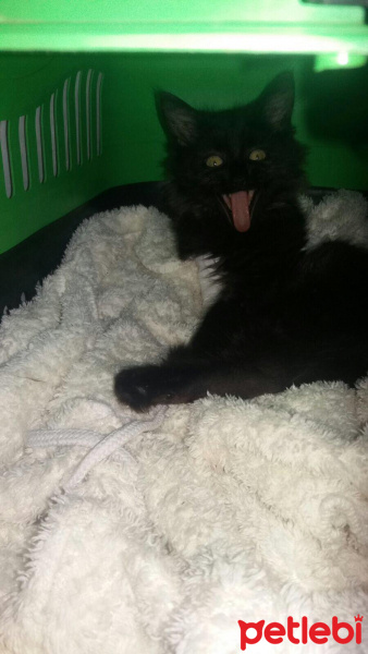 Tiffany/Chantilly, Kedi  Likör fotoğrafı