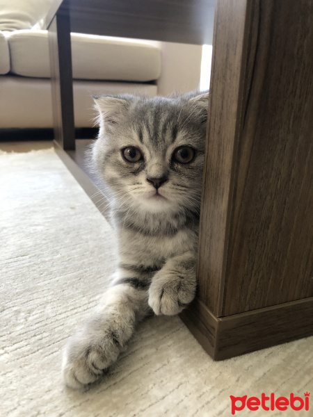 Scottish Fold, Kedi  Tom fotoğrafı