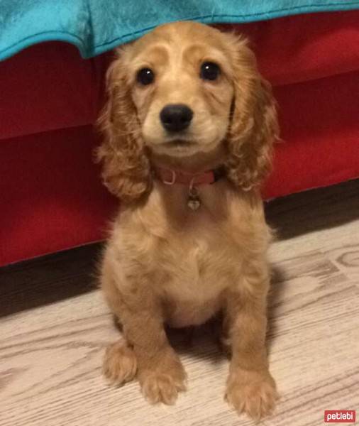 Amerikan Cocker Spaniel, Köpek  Mischa fotoğrafı