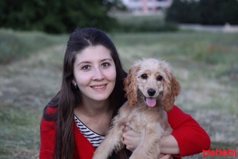 Amerikan Cocker Spaniel, Köpek  Mischa fotoğrafı