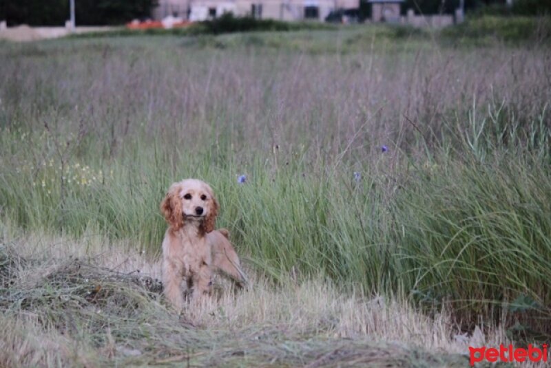 Amerikan Cocker Spaniel, Köpek  Mischa fotoğrafı