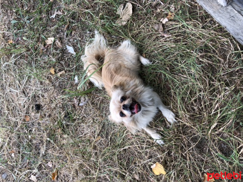 Pekingese, Köpek  Mia fotoğrafı