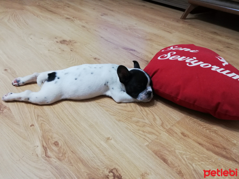 Fransız Bulldog, Köpek  Ares fotoğrafı