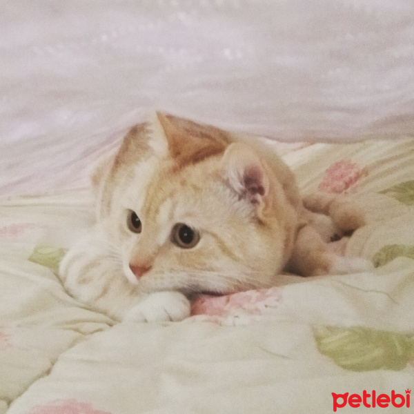 Sarman, Kedi  Çita fotoğrafı