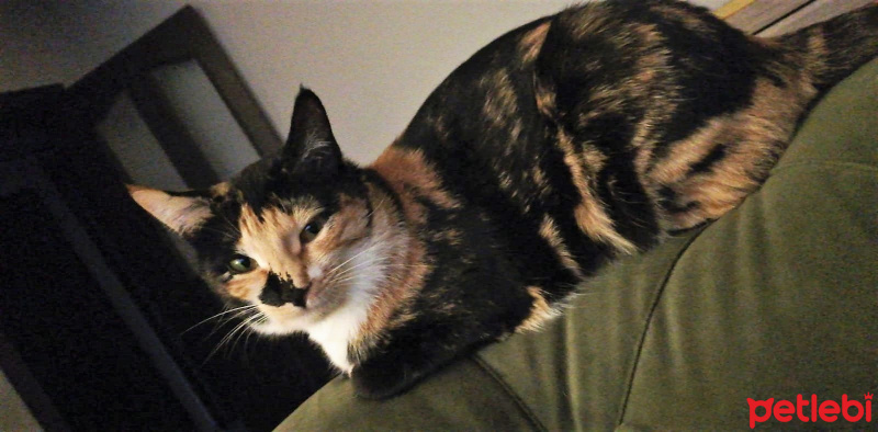 Tekir Kedi, Kedi  Chanel fotoğrafı
