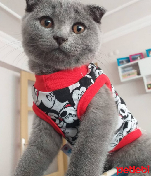 Scottish Fold, Kedi  FOX fotoğrafı