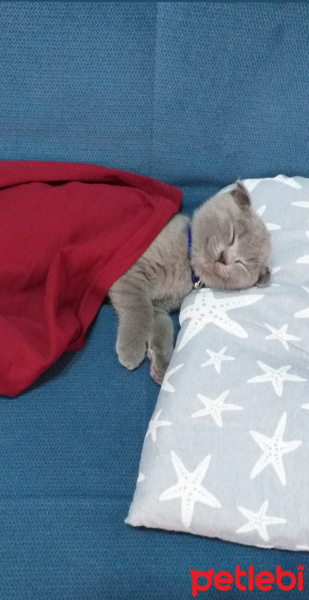 Scottish Fold, Kedi  FOX fotoğrafı