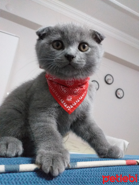 Scottish Fold, Kedi  FOX fotoğrafı