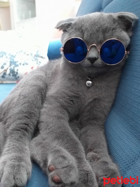 Scottish Fold, Kedi  FOX fotoğrafı