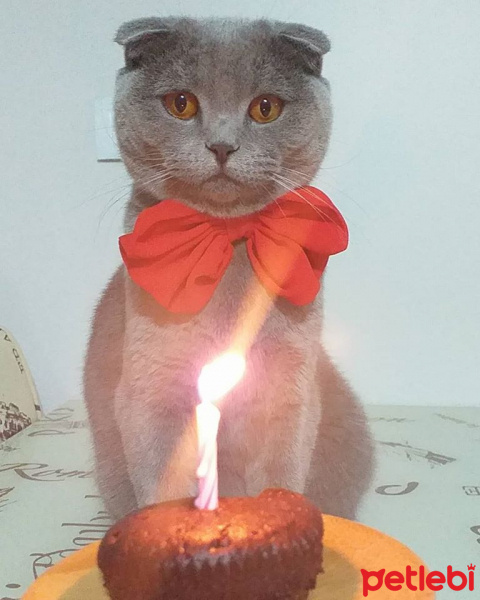 Scottish Fold, Kedi  FOX fotoğrafı