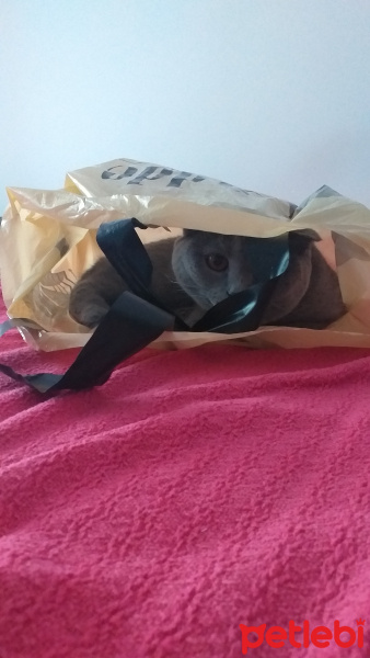 Scottish Fold, Kedi  FOX fotoğrafı
