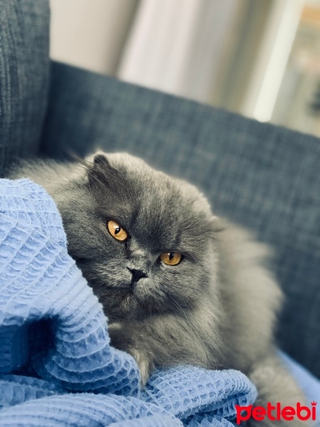 Scottish Fold, Kedi  Mia fotoğrafı
