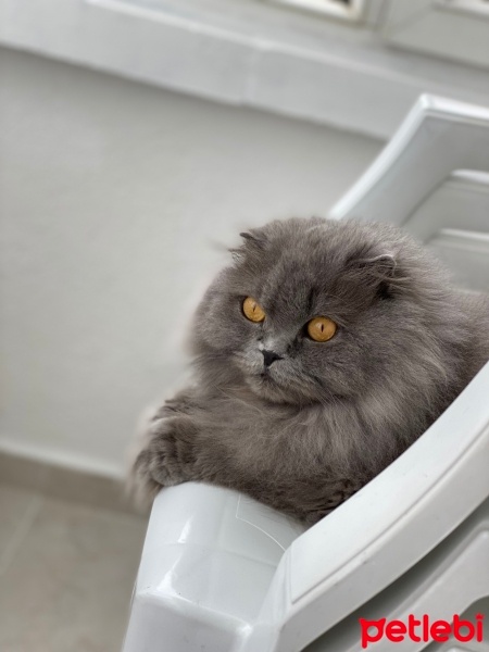 Scottish Fold, Kedi  Mia fotoğrafı