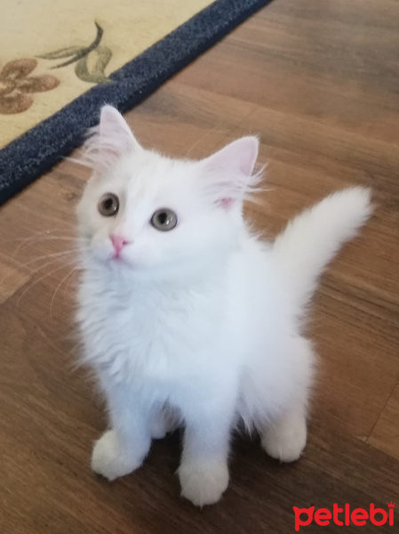 Van Kedisi, Kedi  Yumi fotoğrafı