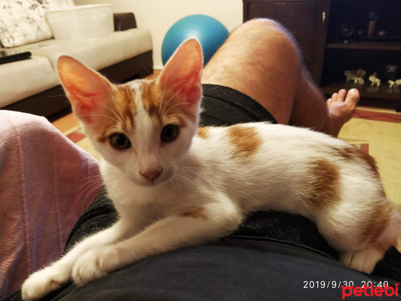 Sarman, Kedi  tarçın fotoğrafı