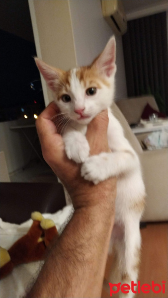 Sarman, Kedi  tarçın fotoğrafı