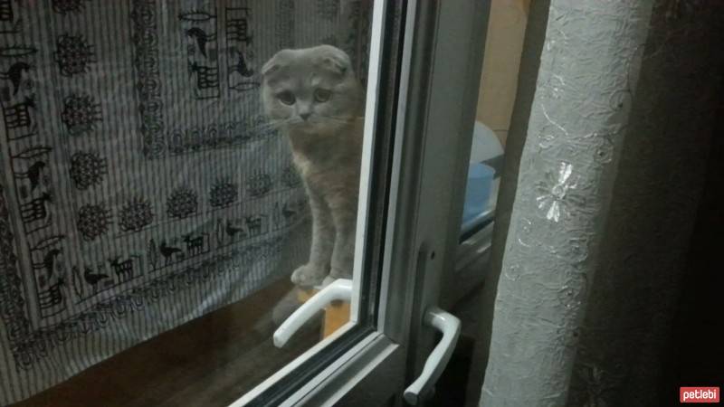 Scottish Fold, Kedi  Mia fotoğrafı