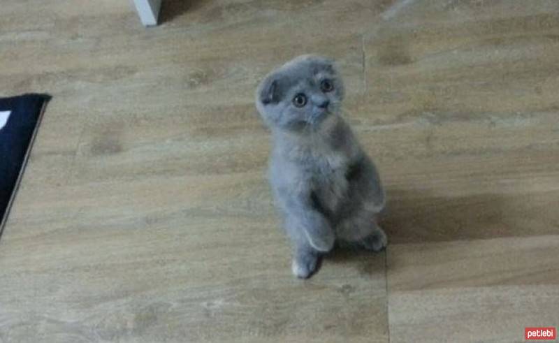 Scottish Fold, Kedi  Mia fotoğrafı