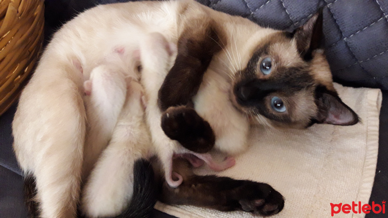 Siyam Kedisi, Kedi  Afife fotoğrafı