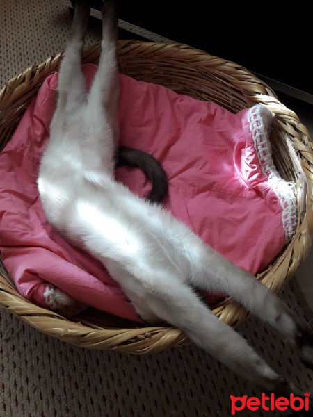 Siyam Kedisi, Kedi  Afife fotoğrafı