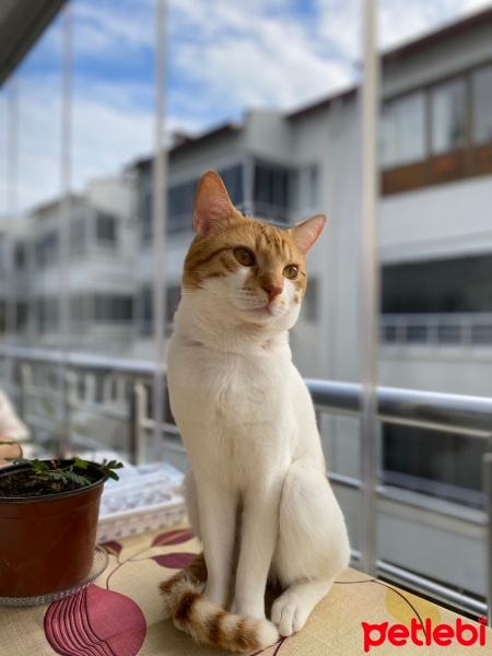 Sarman, Kedi  Alican fotoğrafı