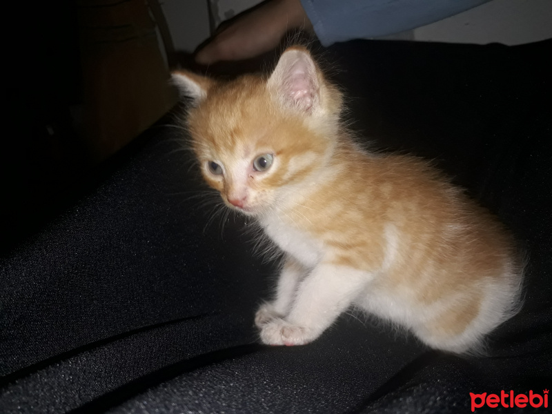 Abyssinian, Kedi  Minnoş fotoğrafı