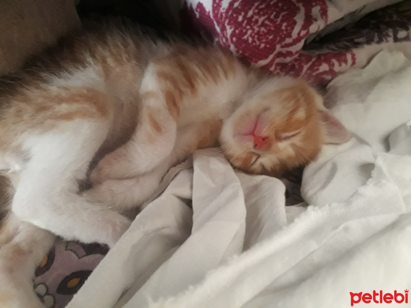 Abyssinian, Kedi  Minnoş fotoğrafı