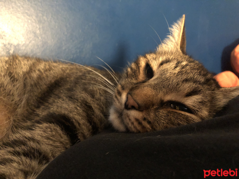 Tekir Kedi, Kedi  Apo fotoğrafı